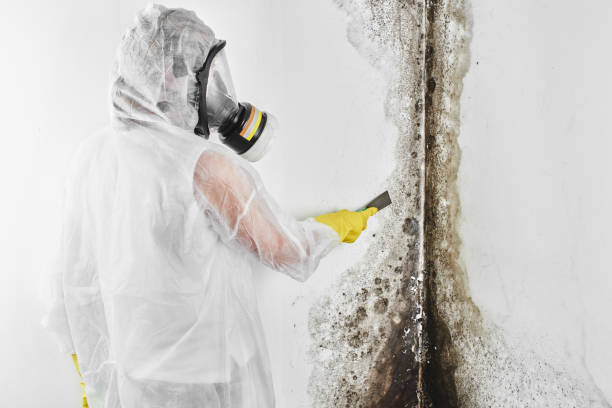 Best Black Mold Removal  in Three Way, TN