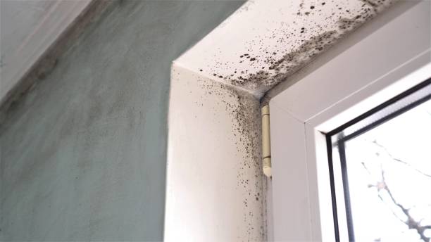 Best Professional Mold Removal  in Three Way, TN