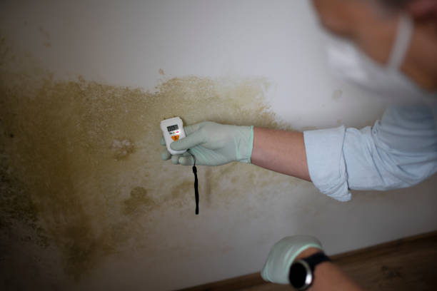 Best Office Mold Removal Services  in Three Way, TN