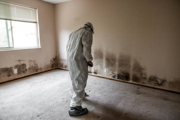 Trusted Three Way, TN Mold Removal Experts
