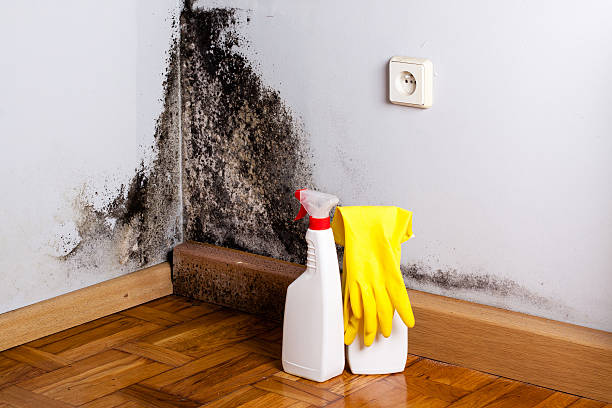 Best Same-Day Mold Removal  in Three Way, TN