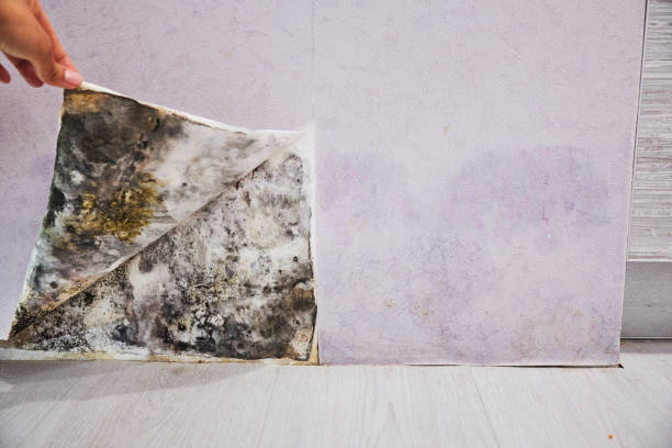  Three Way, TN Mold Removal Pros